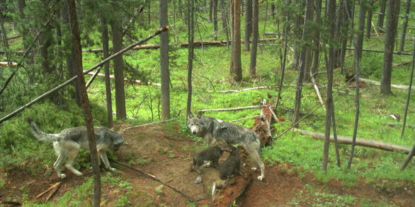 Gray wolf pups