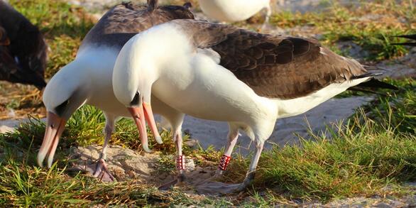 Albatross named Wisdom