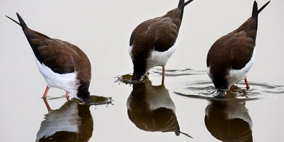 WERC 3 Black Necked Stilts with reflection