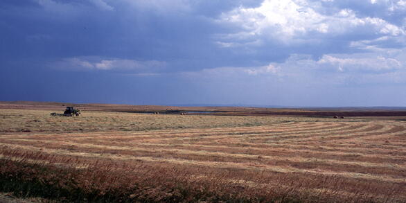 Dryland agriculture in the Northwestern Great Plains ecoregion.