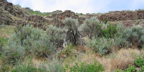 Sagebrush-grasslands
