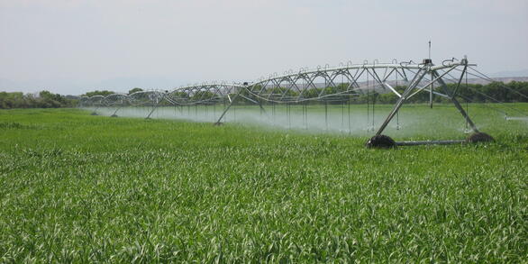 Center pivot irrigation system watering a cornfield in Arizona