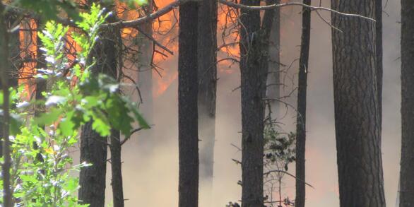 A managed wildfire burns in a Ponderosa pine stand, New Mexico