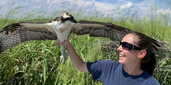 Kyra Harvey restrains an Osprey during banding operations
