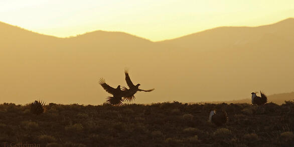 Greater sage-grouse sunrise lek flight