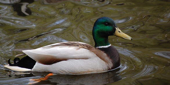 Mallard Duck swimming