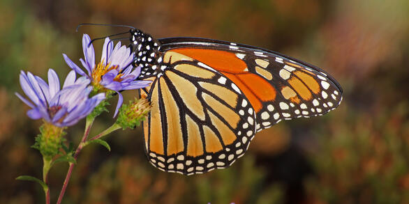 Orange and black monarch butterfly sitting on a purple flower