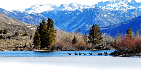 Mule Deer at Freemont Lake