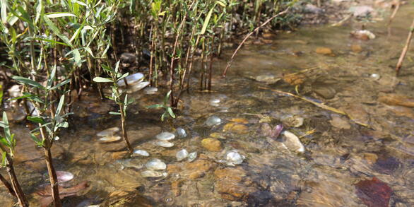 Split-open, dead mussels litter a rocky stream bed punctuated by strands of tall grass. 