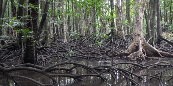 Flooded mangrove forest with prominent roots extending above the water