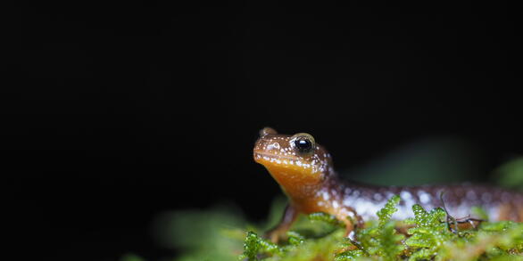 Columbia torrent salamander