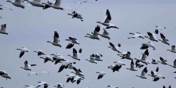 Flock of white geese with dark wingtips in flight