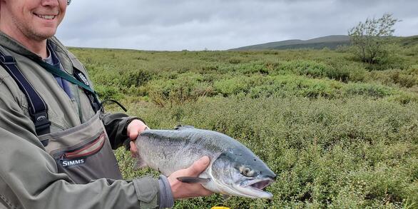Adult Pacific salmon (Oncorhynchus nerka) caught in impounded water above beaver dam. >2 5rKM from coast