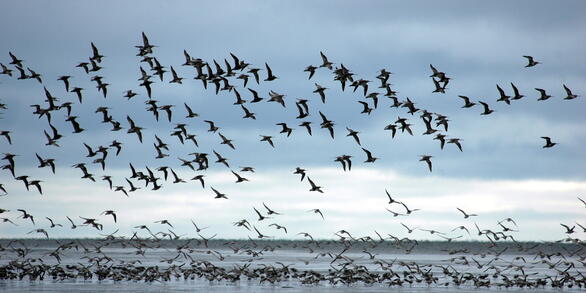 Bar-tailed Godwits flying over water near Cape Avinof, Alaska