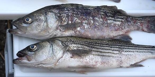 Striped bass with mycobacteriosis