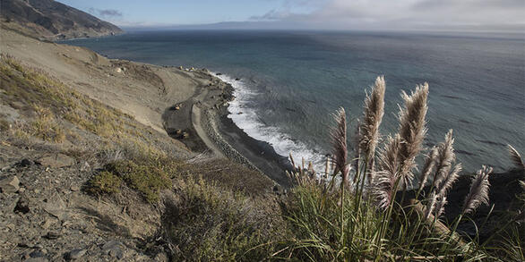 View looks across a steep coastal hill slope with pampas grass in the foreground, ocean in the background.