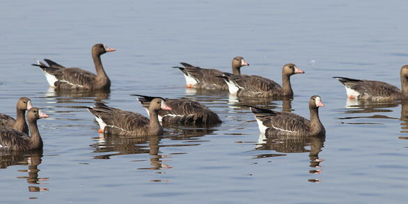 Nine brown geese with white faces on the water, one with its head in the water
