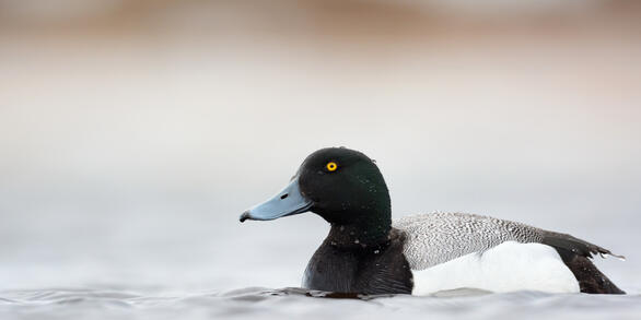 Greater Scaup floating on the water in Northern Alaska