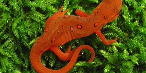 Eft stage of red-spotted newt