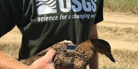 Photo of a hen mallard with a GPS transmitter.