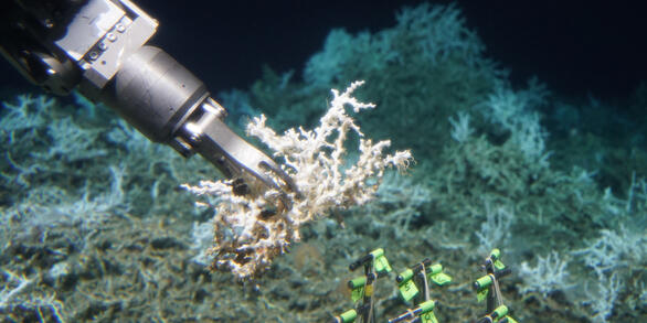 Lophelia pertusa sampling