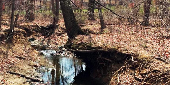 Incision Along Tributary of Dead Run