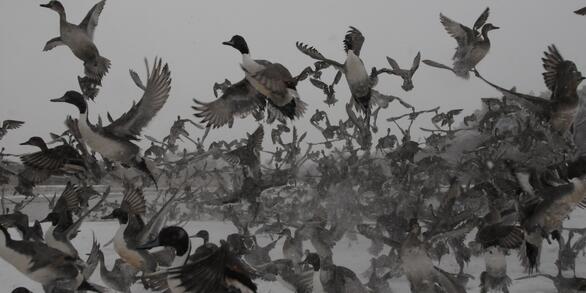 Northern pintails affected by climate change