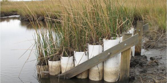 Sea -level Rise and Marsh Grass Research