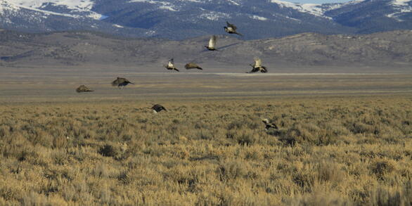 Greater sage-grouse flying.