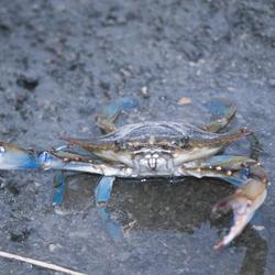 Image: Blue Crab (Callinectes sapidus)