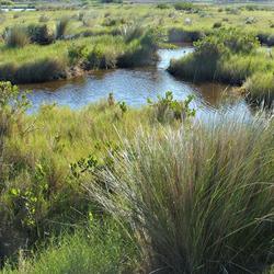 Image: Salt Marsh Estuary
