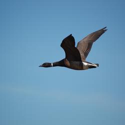 Image: Black Brant In Flight