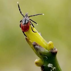 Image: Female Deer Tick