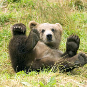 Image: A Brown Bear in the Kodiak National Wildlife Refuge.