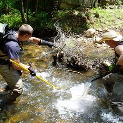 Image: Brook Trout Sampling