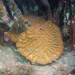 Image: Colony of Boulder Brain Coral (Colpophyllia natans)