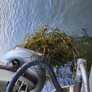 Plants tangle a boat propeller