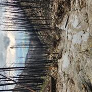 Down stream view of a channel with bedrock visible in the foreground and burned trees on the surrounding hillslopes