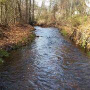 Looking upstream along a river as it winds into the woods and out of sight