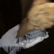 A gloved finger gently moves toward a small bat, lying wings folded on a gloved hand, prompting the bat to fly away.