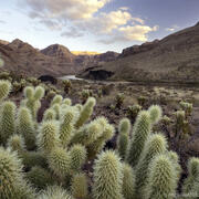 A landscape with a cluster of cholla cacti in the foreground and the Colorado River in Grand Canyon in the distance