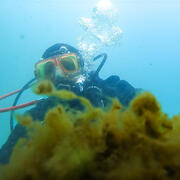 A scuba diver looks at a mass of Cladophora in Lake Ontario