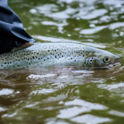 An Atlantic Salmon is held above green water by someone and about to be released.
