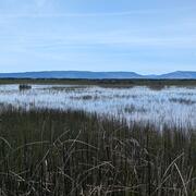 marshy wetland with mountains in the background