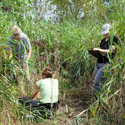 Three researchers in Phragmites stand collecting data