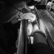 Black and white image of suturing a small fish after implanting a telemetry tag.