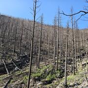 Hillslope covered with burned trees