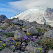 Snowy mountain top with wildflowers in foreground