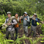 four people hold a large Burmese python over their shoulders, ferns and large trees in the background