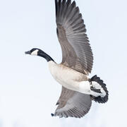 A goose in flight, wings spread, with an aluminum federal band on its leg